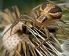 krabbeedderkop